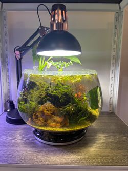 Fake shrimp bowl
