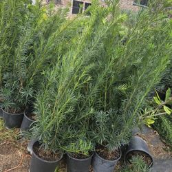 Japanese Yew 3gallon 5ft Tall 