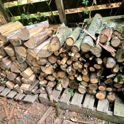 SUPER Dry Maple Fire Wood 