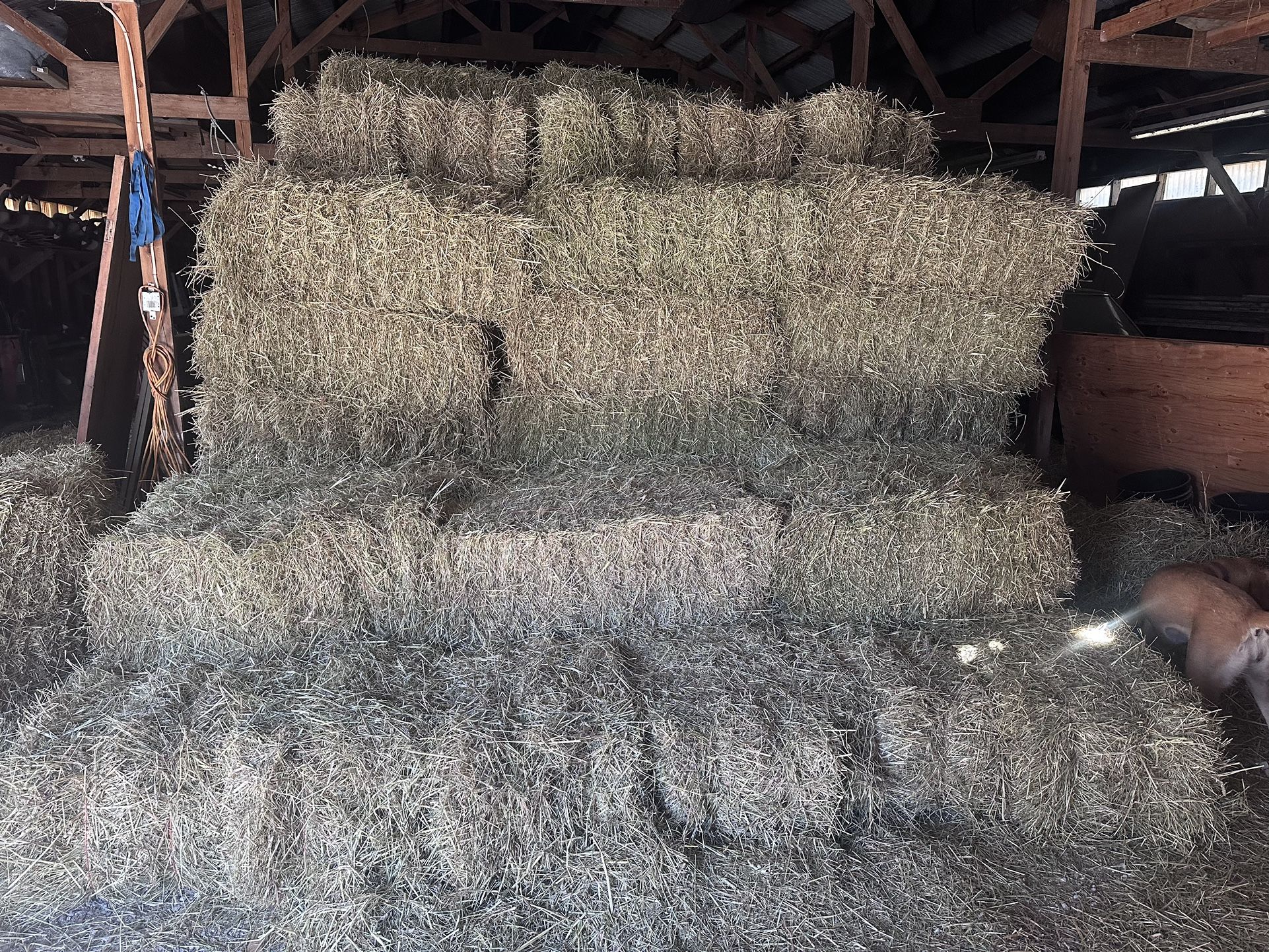 1st Cutting Orchard Grass Hay