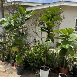 Fiddle Leaf Fig 85$ Each