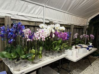 Orchids For Sale