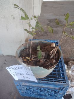 Pecan tree seedlings