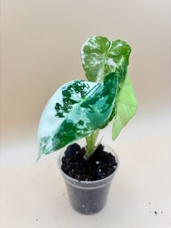 Variegated alocasia frydek