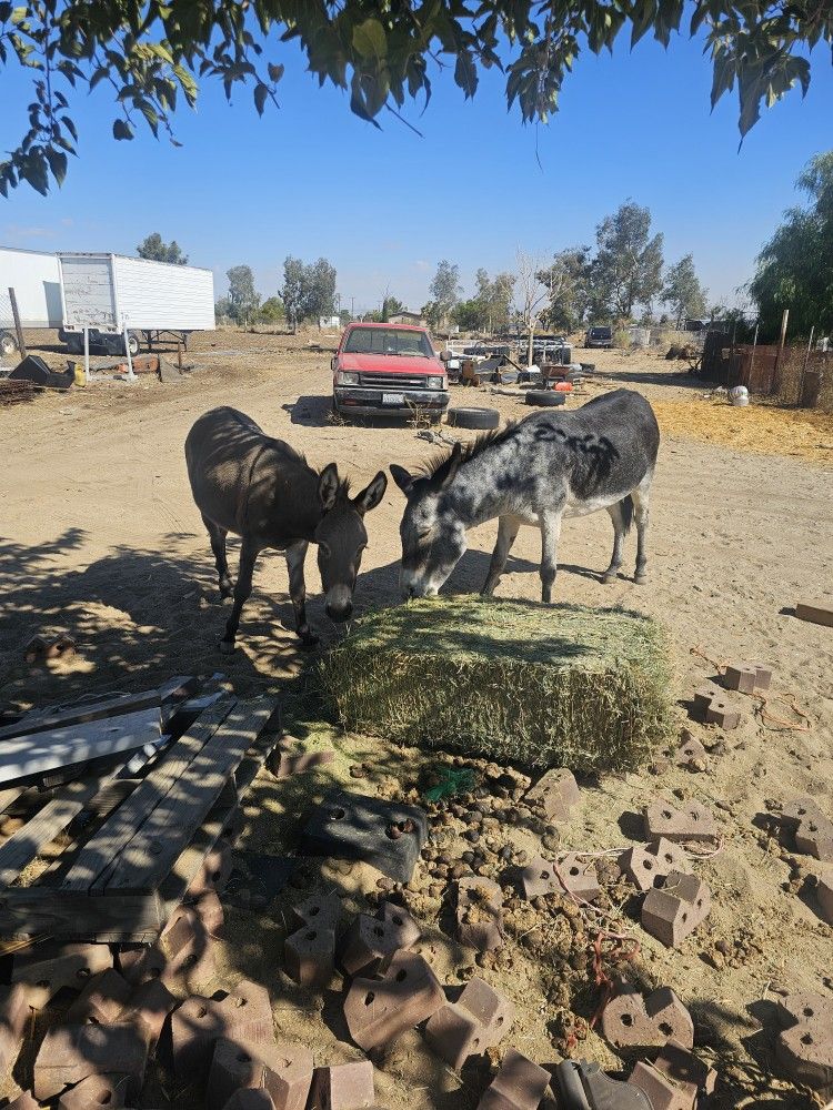 2 Donkeys For Sale 2 Burras For Sale