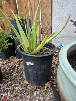 Aloe Vera