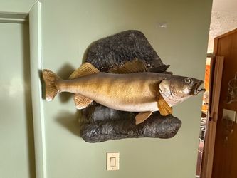 Walleye