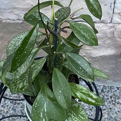 Hoya pubicalyx 'Speckled Silver Splash