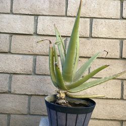 Free  Aloe Vera 