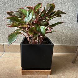 Red Chinese Evergreen with Modern Pot