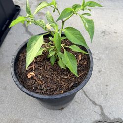 5 gal plants