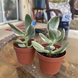 Variegated Jade Plant