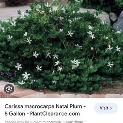 Plant Bush   Carissa  