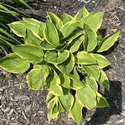 Various Hostas