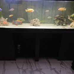 120 Gallon Tank An 75 Gallon Available 