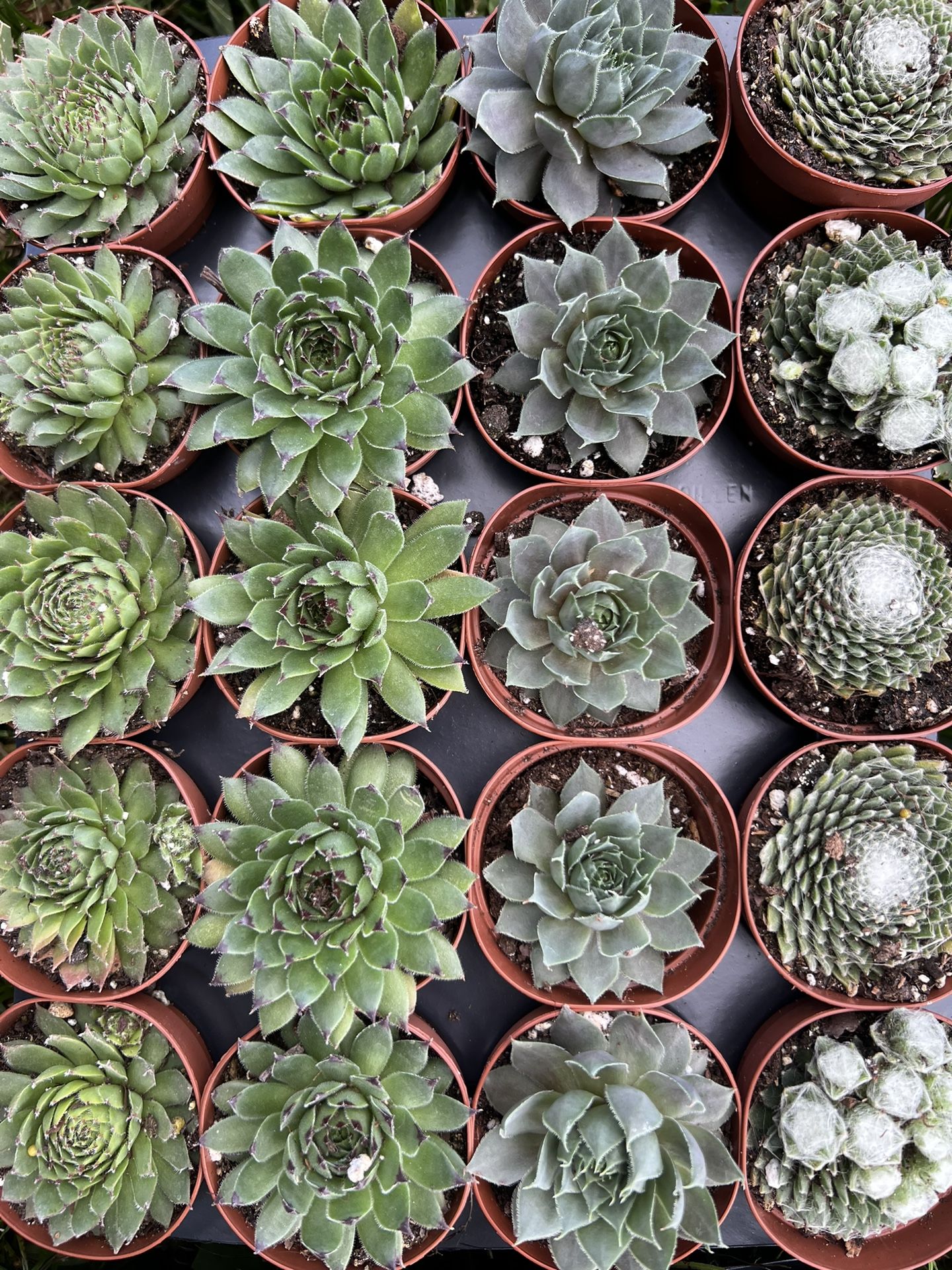 2” Sempervivums Succulents