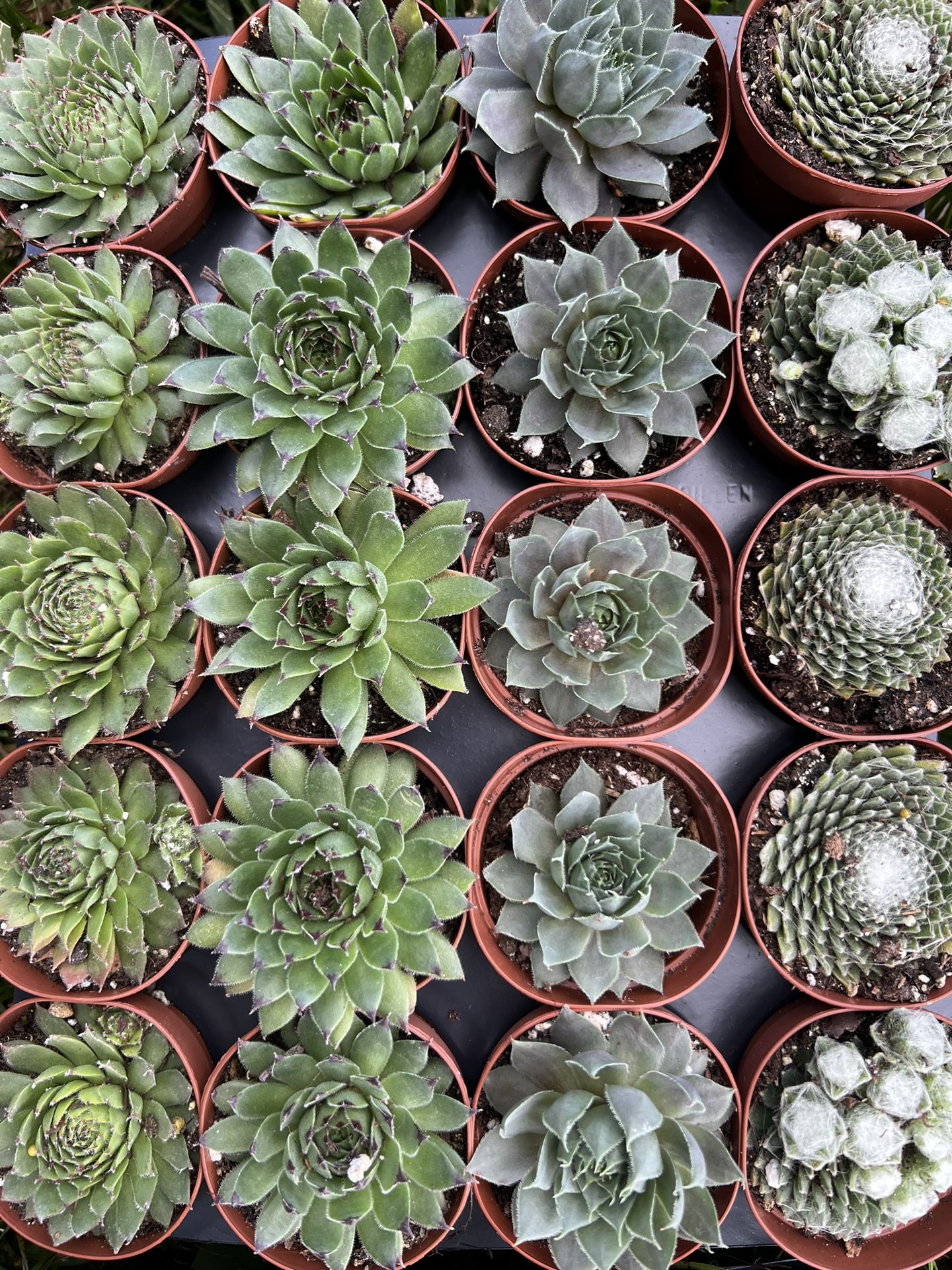 2” Sempervivums  Succulents 