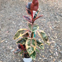 Ruby Rubber Plant 8" Nursery Pot $20