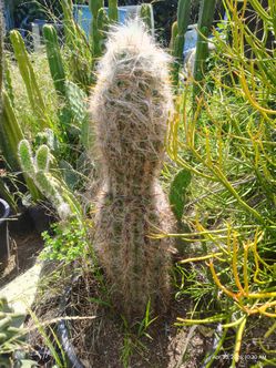 Oh man cactus plant