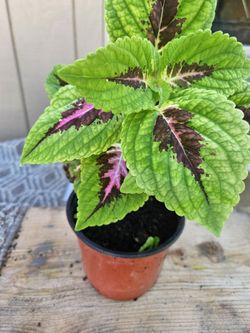 Beautiful Coleus 