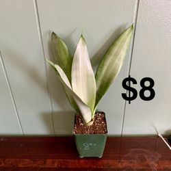 Moonshine Snake Plant