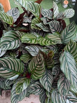 Plants (4”pot🌿Calathea Ornata “Pinstripe” $10 each)
