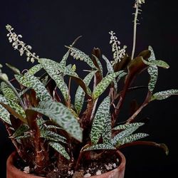 Rare Leopard Lily Plant Starter/ House Plant/ Indoor Plant / Flower Patio Garden