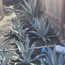 21st Century Agave Plants