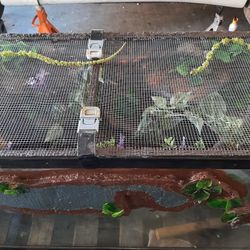 REPTILE ENCLOSURE BY ELLIOTT  FEATURING A BEARDED DRAGON CONDO 23rd