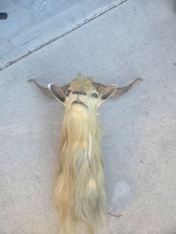 Vintage goat taxidermy