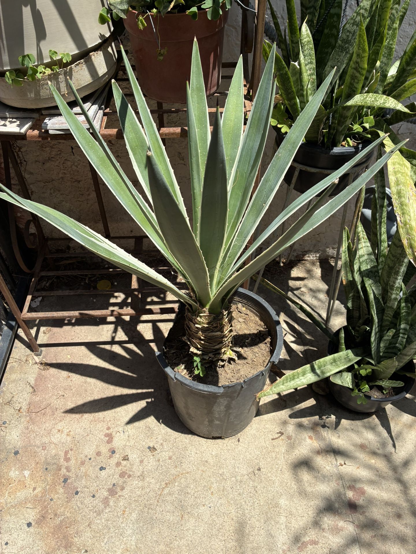 Agave Plant 