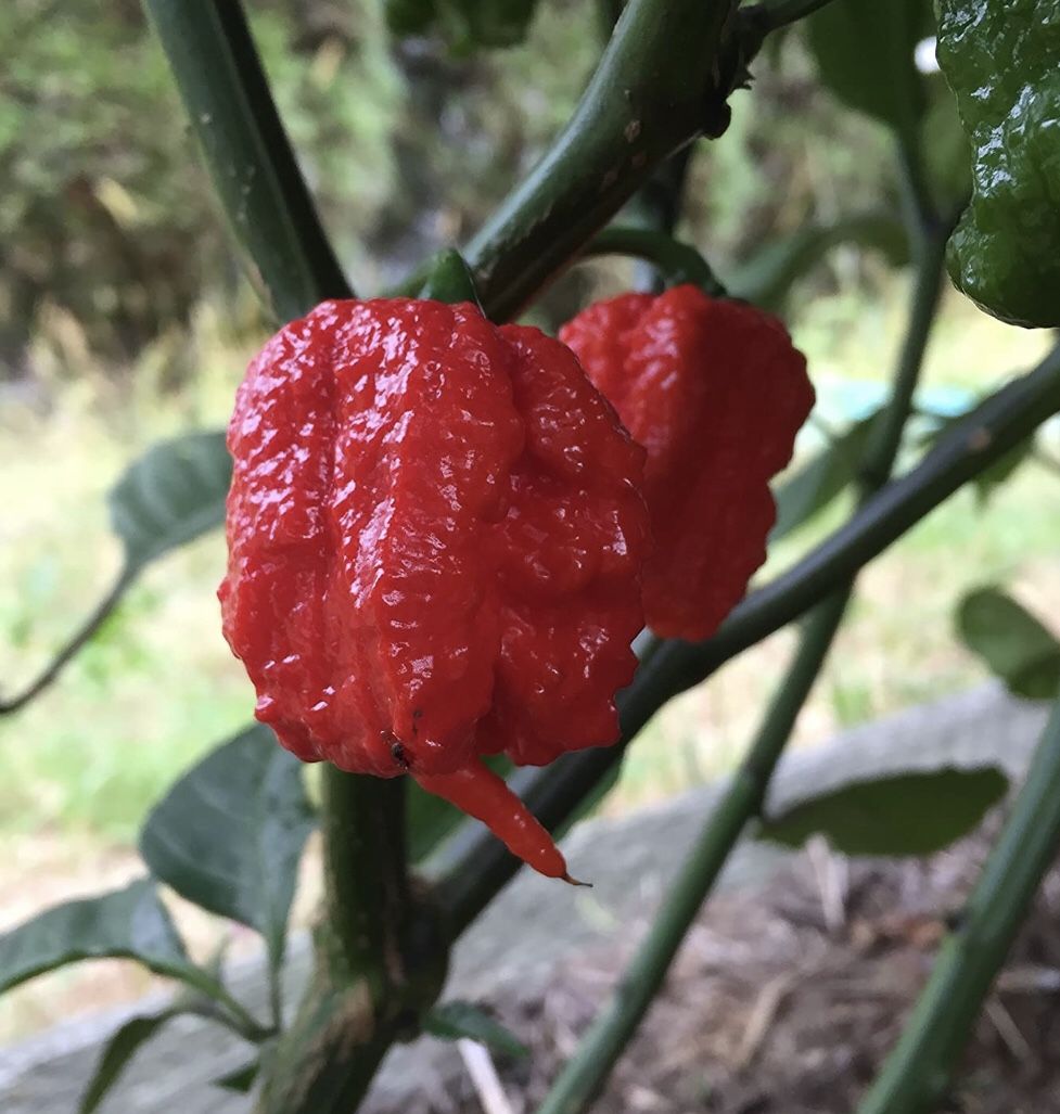 WORLD HOTTEST PEPPERS