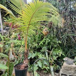 Large Jamaican Tall Coconut Tree Potted Landscape Tree