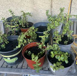 Each One $3 Elephant Food Plants