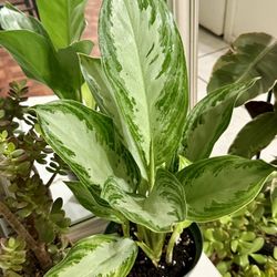 ♥️Aglaonema also known as Chinese Evergreen(LOW MAINTENANCE PLANT( PLS Read description ♥️