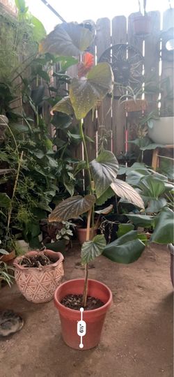 Angel wing begonia