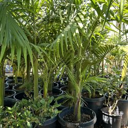 King Palm Tree 15 Gallon