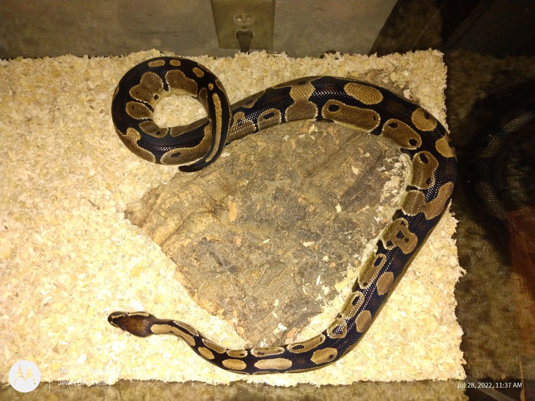 3yo Female Ball Python & Snake Tank