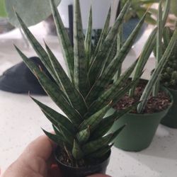 Sansevieria Francisii