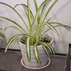 6 -7 Inch Pot : "Live" Real Spider Plants with Saucer 
