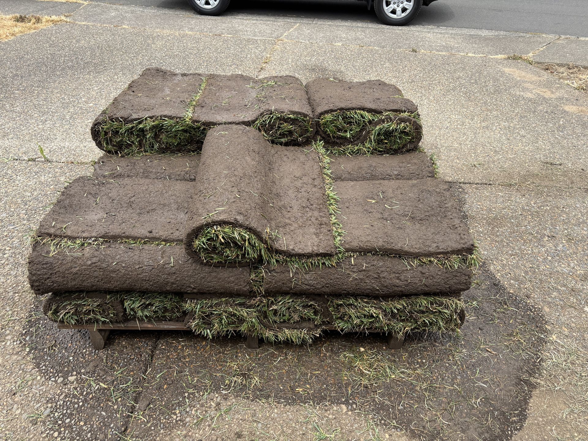 Fescue Sod