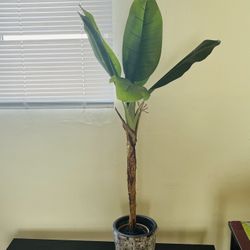 House Plant With Vase
