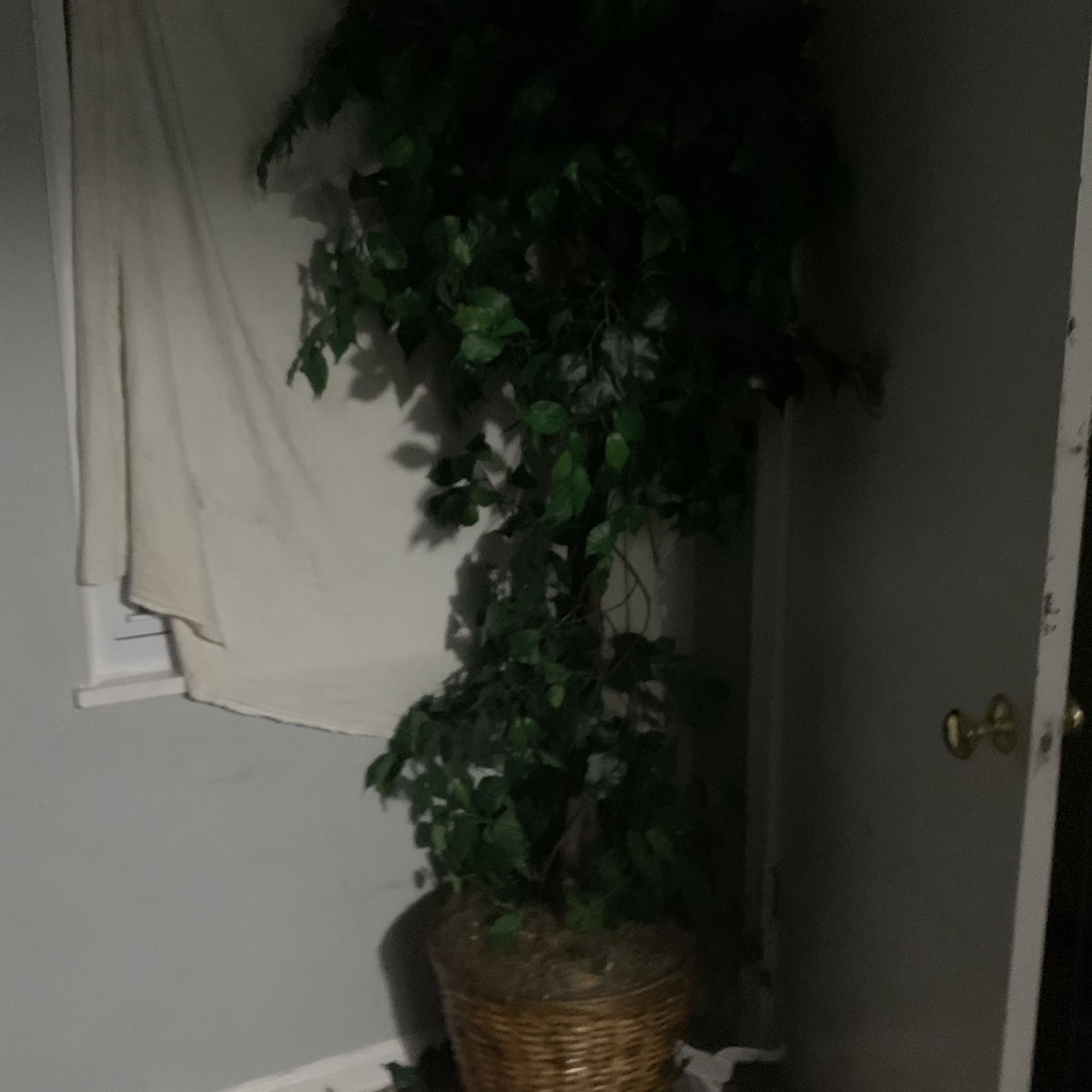 Big Plant
