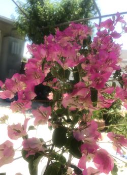 Planta/Plant