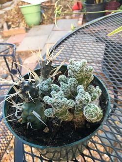 Plants