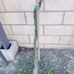 Passion fruit Plant 3 Yeas 