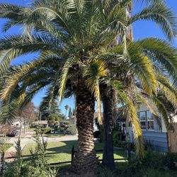 Palm Tree