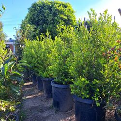 Japanese Box Wood Plant 