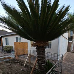 Sago Palm tree, 7ft Tall