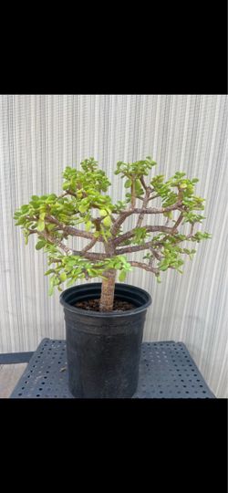 Jade Bonsai Tree